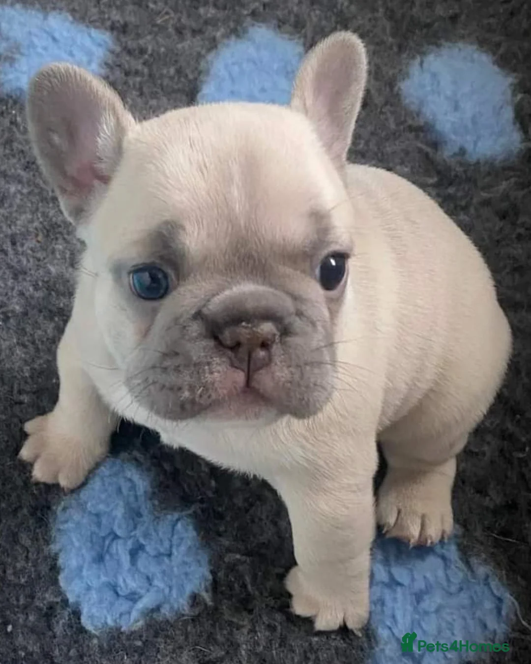 French Bulldog dogs for stud: Blue and tan quad merle in Sheffield - Advert 27