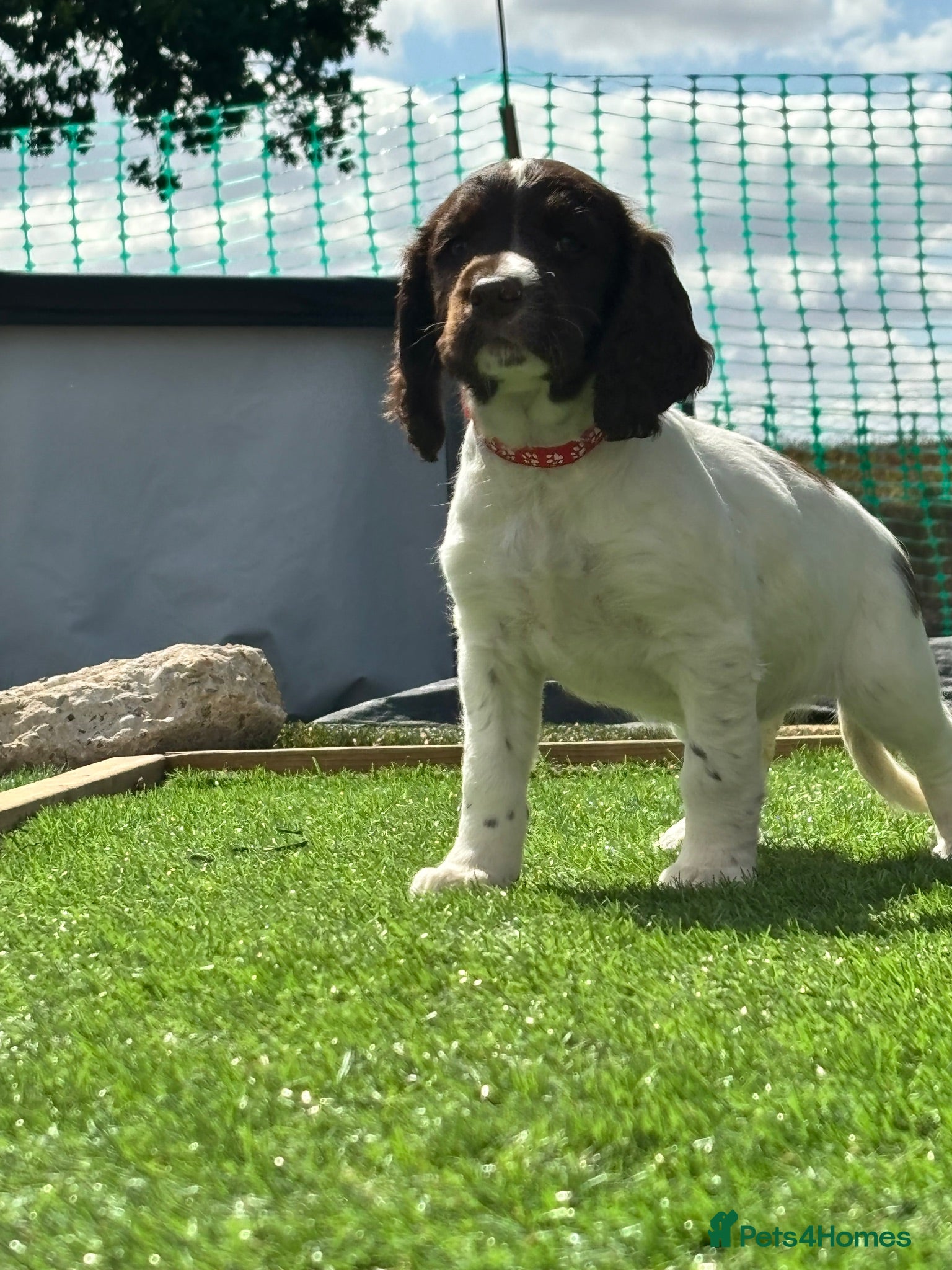 English Springer Spaniel dogs Beautiful springer spaniel puppies  - Advert 5