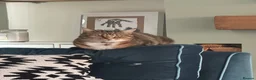 British Shorthair cats for sale: Torbie girl looking for adults only home  - Advert 4