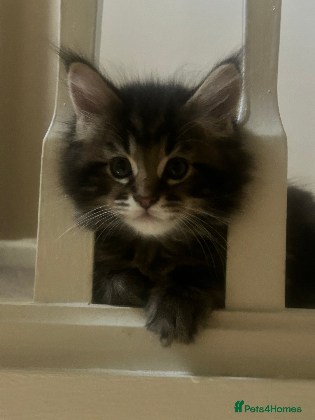 Maine Coon cats for sale: Pure bred Maine coon kittens. 4 males  - Image 13