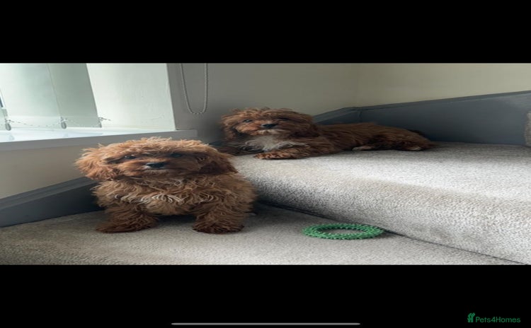 Cavapoo dogs - Advert 4