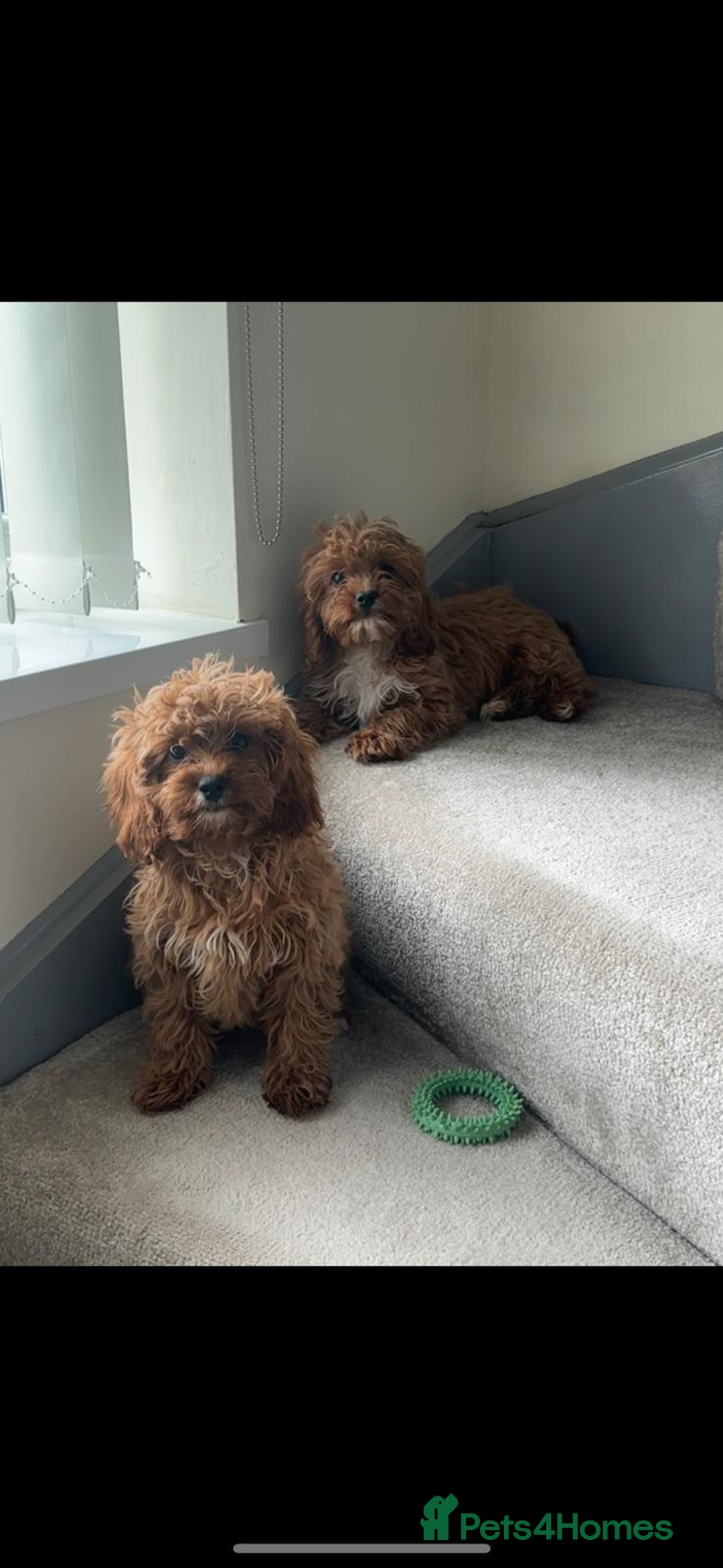 Cavapoo dogs for sale: Beautiful cavapoo puppies  - Image 1