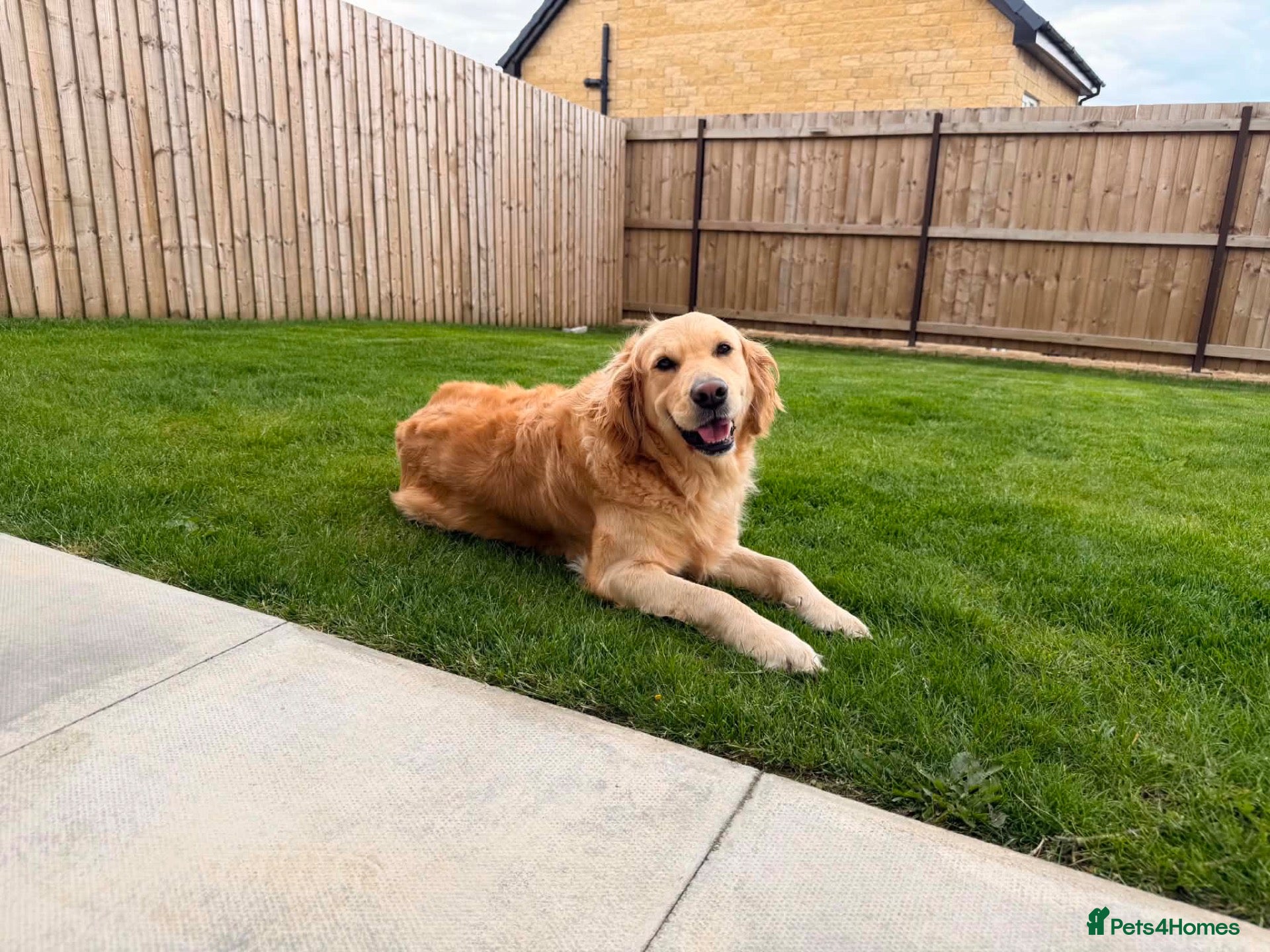 Golden Retriever dogs KC Registered Golden Retriever Puppies  - Advert 1