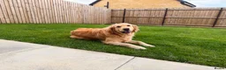 Golden Retriever dogs for sale: KC Registered Golden Retriever Puppies  - Advert 13