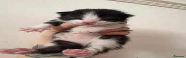 Domestic Shorthair Kitten 3