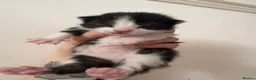 Domestic Shorthair cats for sale: 3x kittens available for loving forever home - Advert 2