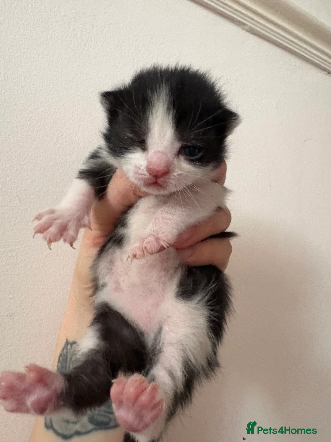 Domestic Shorthair cats for sale: 3x kittens available for loving forever home - Advert 2