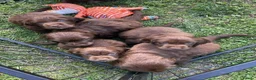 Sussex Spaniel dogs for sale: rimetime Sussex Spaniels Puppies Ready. in Peterhead - Advert 11