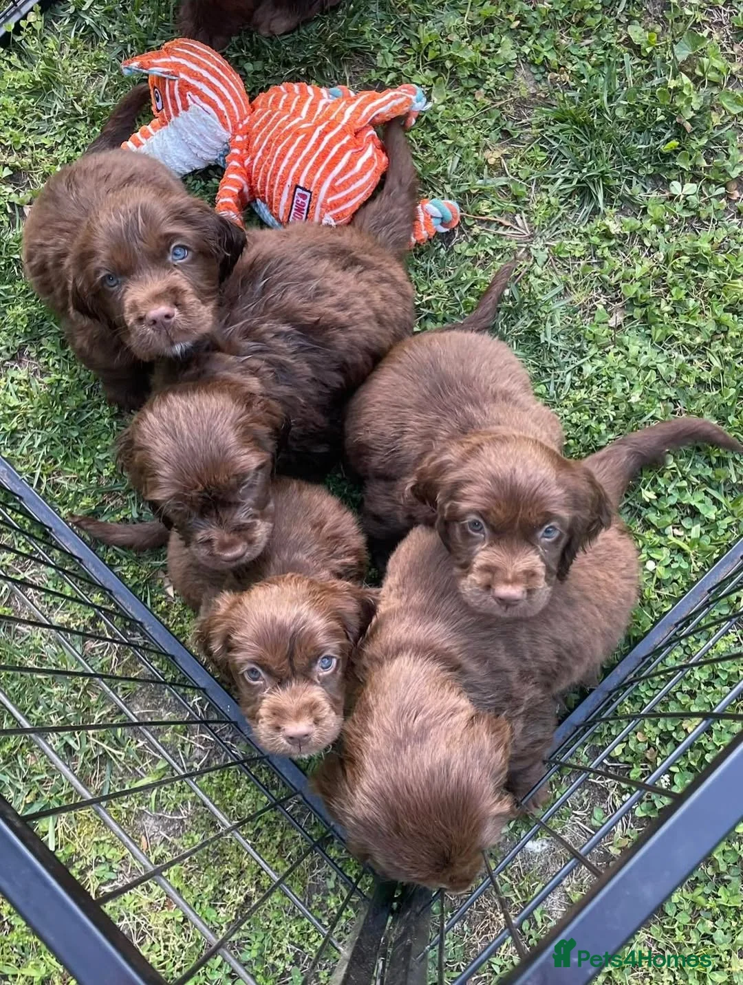 Sussex Spaniel dogs for sale: rimetime Sussex Spaniels Puppies Ready. in Peterhead - Advert 11
