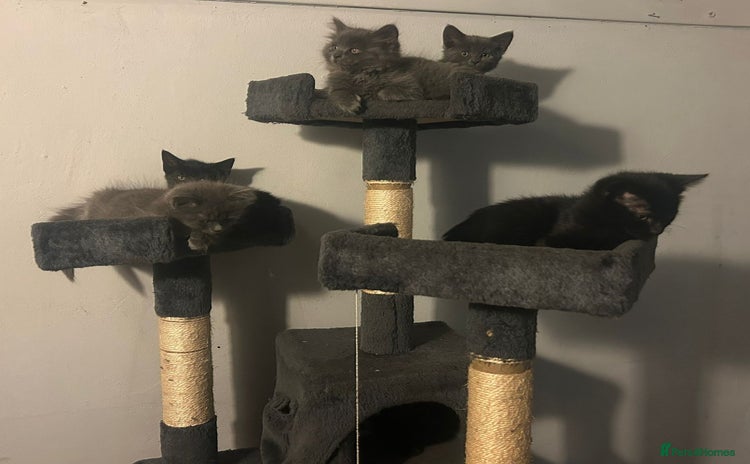 Mixed Breed cats - Advert 8