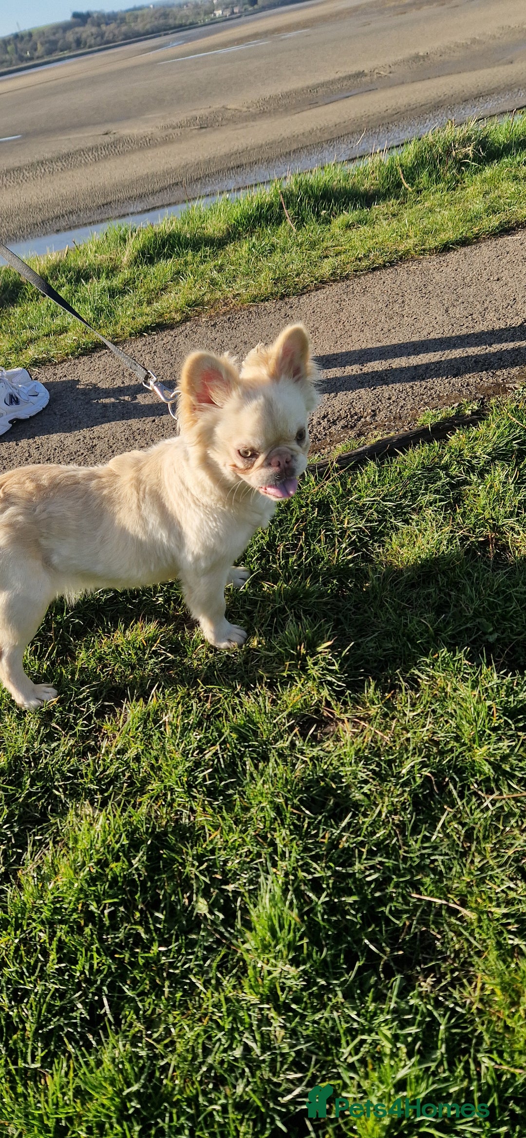 French Bulldog dogs for sale: Fluffy French bulldog  - Image 1