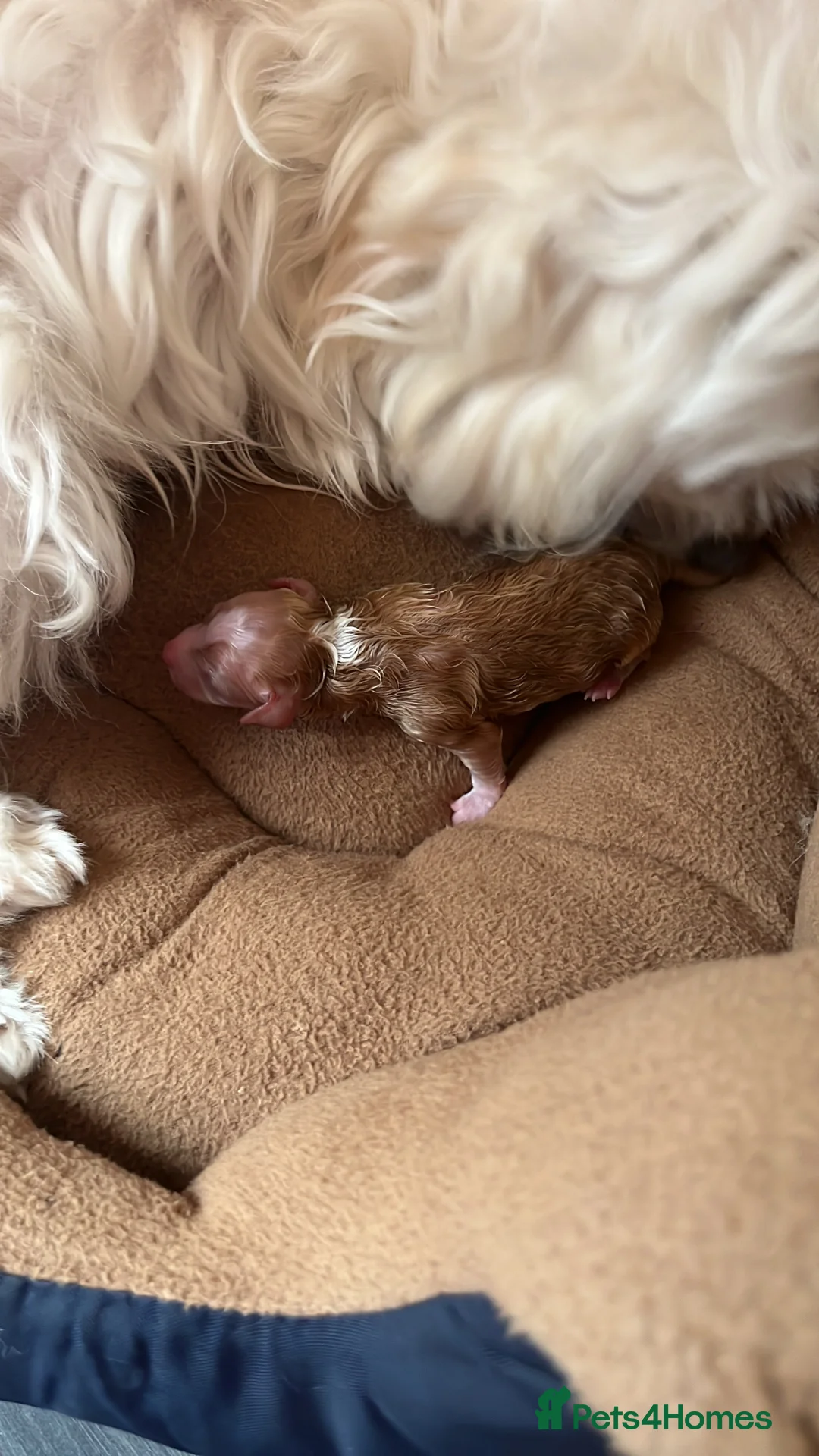 Maltipoo dogs for sale: Gorgeous Maltipoo  - Advert 5