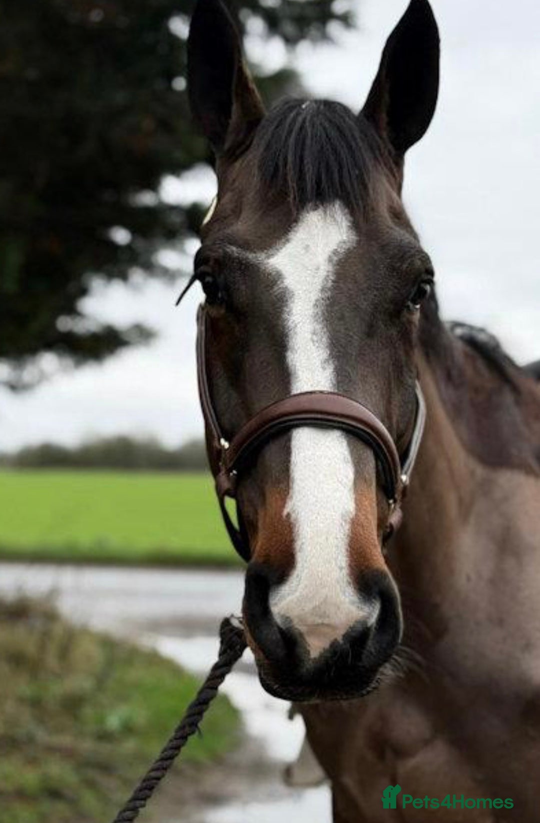 Rottweiler dogs for sale:  🖤🧡 Luxury Rottweiler Pups 🖤🧡 - Advert 2