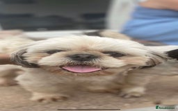 Shih Tzu dogs for stud: KC registered stud dog in Cullompton - Image 7