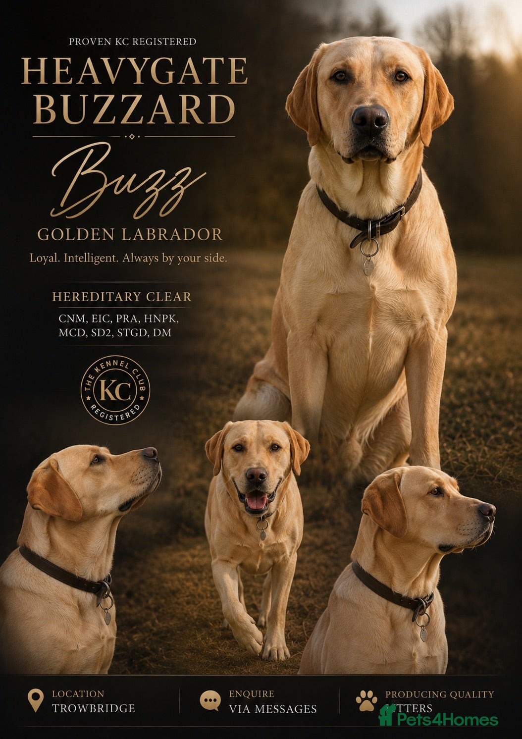 Labrador Retriever dogs ROYAL KENNEL CLUB REGISTERED LABRADOR  - Advert 7