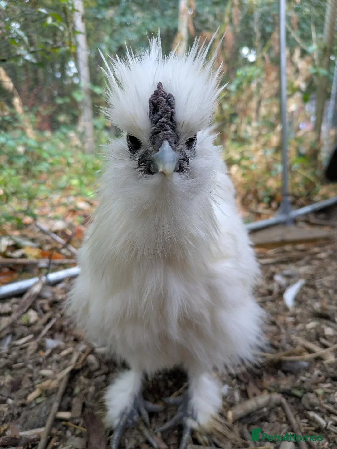 Chickens poultry for sale: Silkie Cockerels "Babs" Ferdinand" and "Nugget" in Lewes - Advert 2