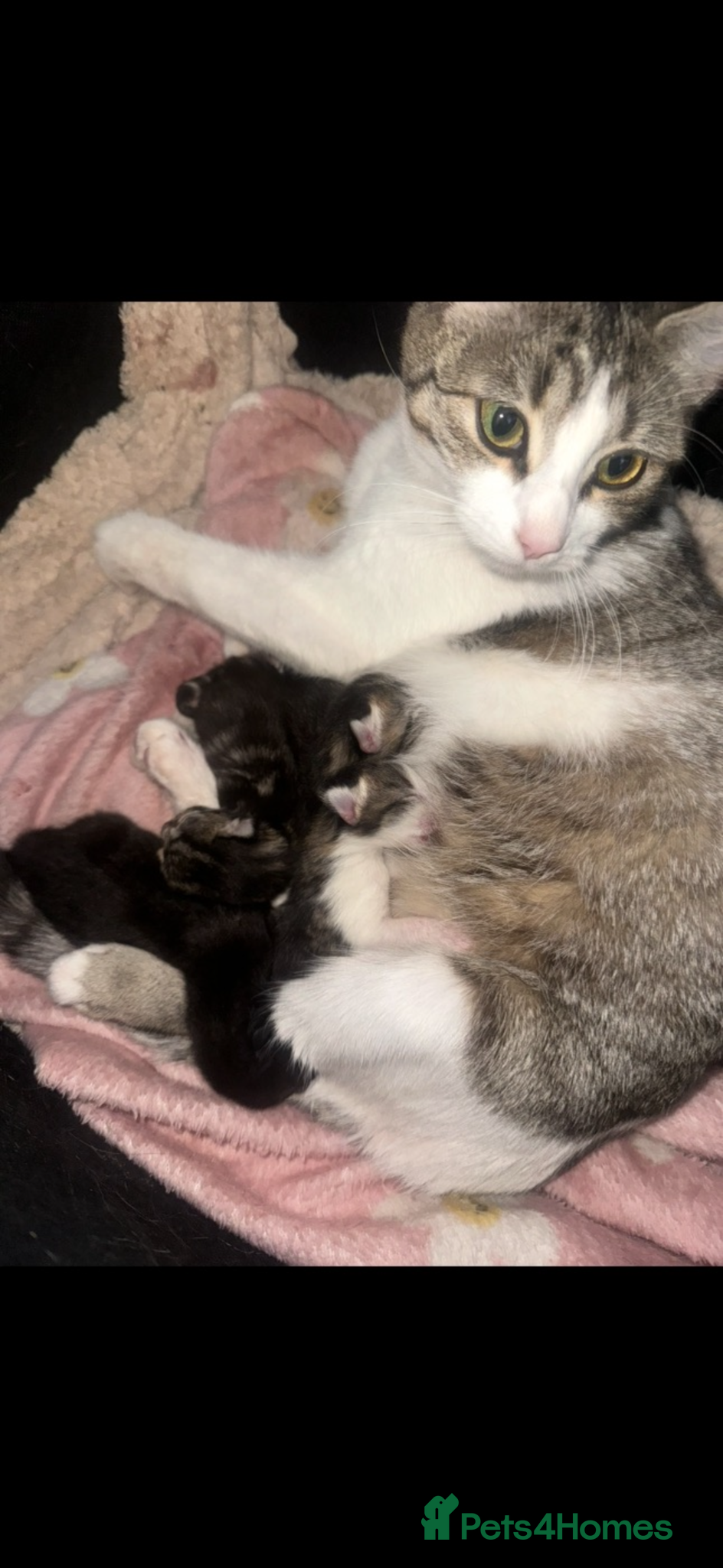 Mixed Breed cats for sale: 6 beautiful chunky kittens  - Advert 1