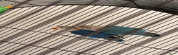 Lovebirds birds for sale: Two bonded Beautiful LoveBirds need forever home - Advert 3