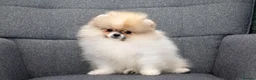 Pomeranian dogs for sale: Pom girl from 5⭐ licensed breeder - Advert 11