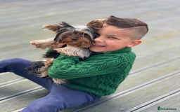 Yorkshire Terrier dogs for sale: ✨ Adorable Yorkshire Terrier Puppies  - Image 16
