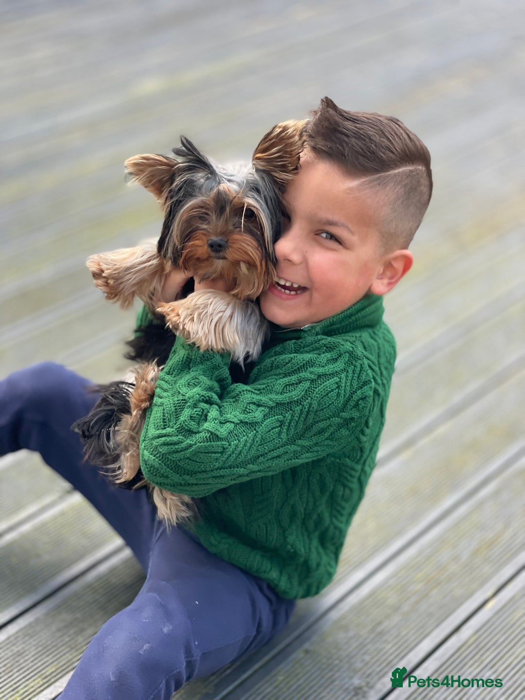 Yorkshire Terrier dogs for sale: ✨ Adorable Yorkshire Terrier Puppies  - Image 16