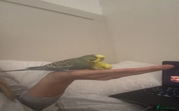 Budgerigars birds for sale: 2 birds and cage with toys(go as a pair) - Image 5