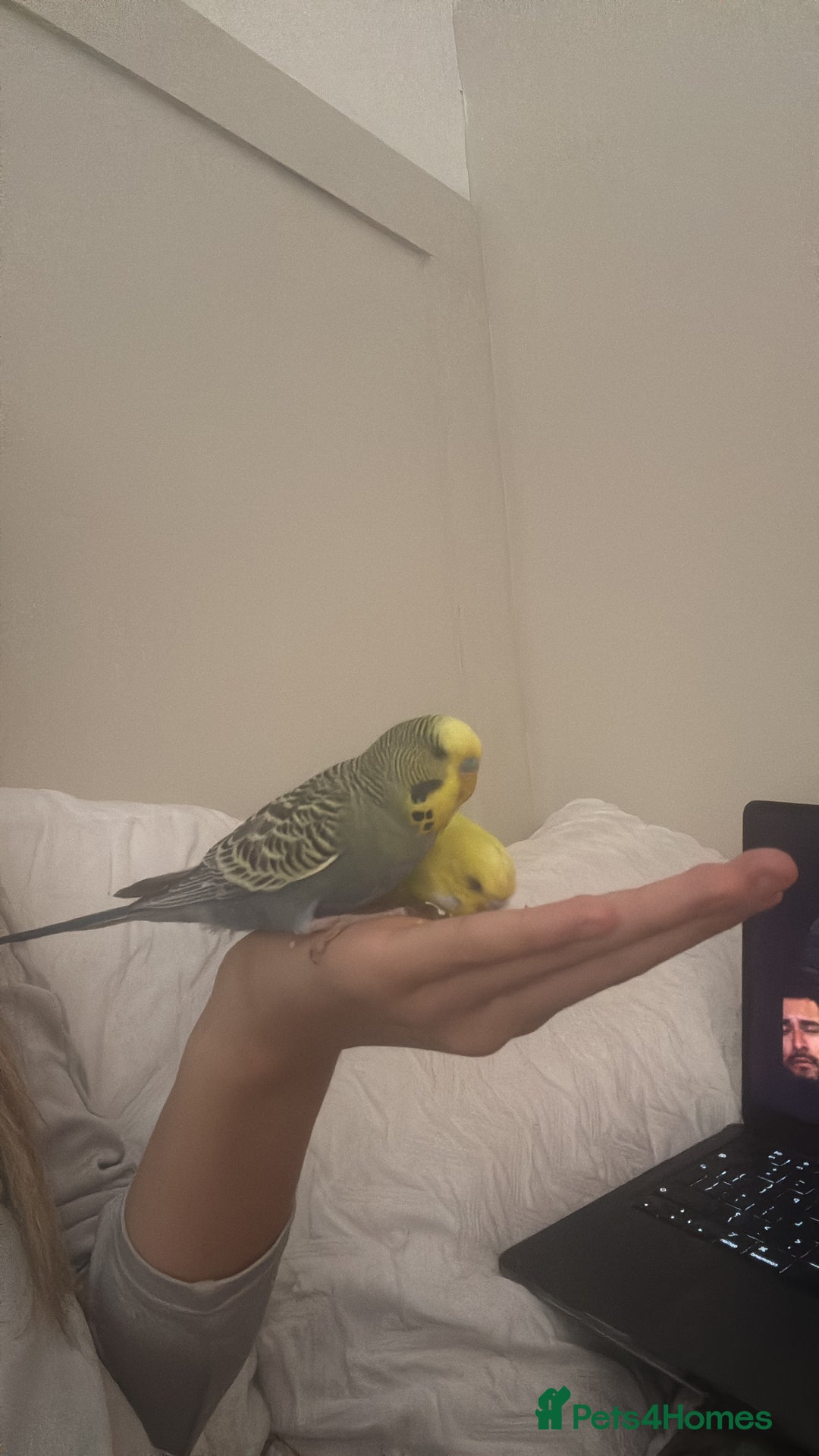 Budgerigars birds for sale: 2 birds and cage with toys(go as a pair) - Image 5