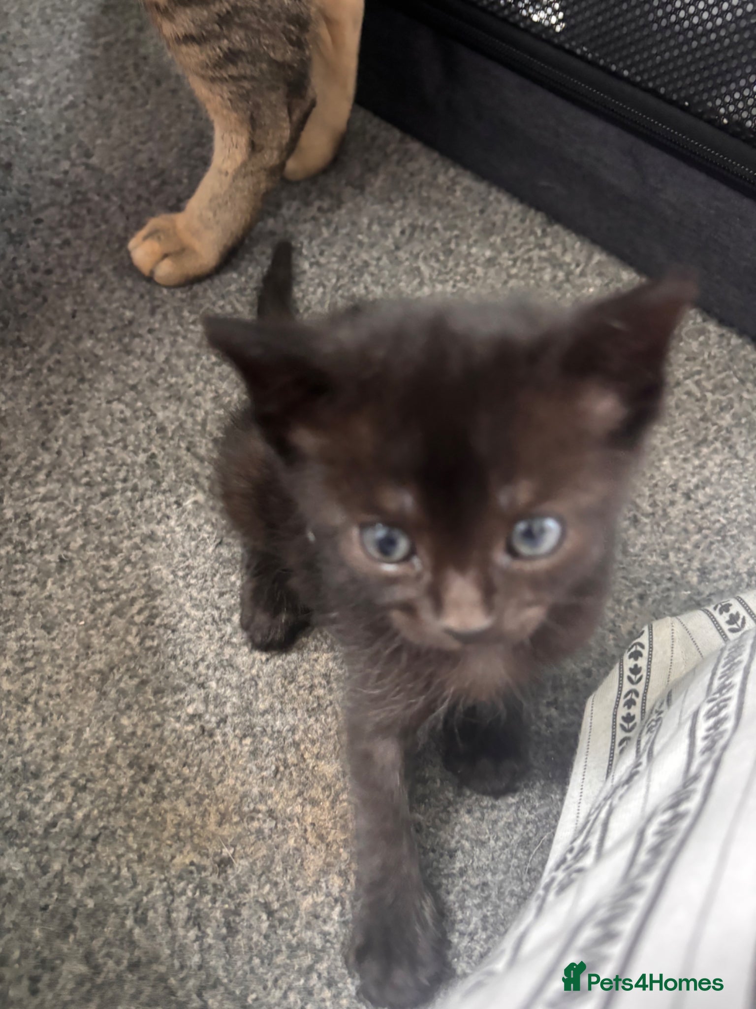 Mixed Breed cats for sale: Male kittens - Advert 14