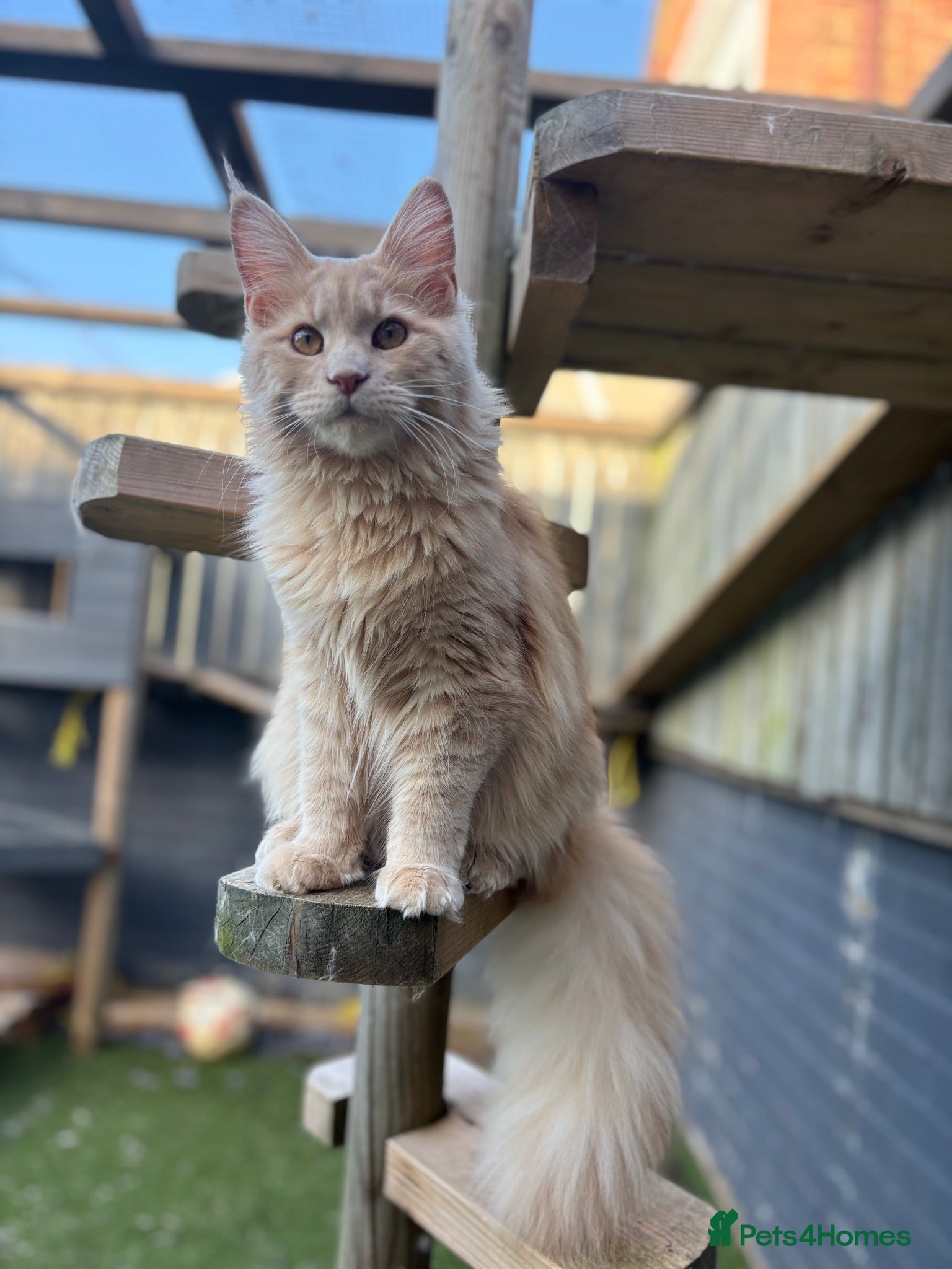Maine Coon cats TICA Registered Maine Coon Kittens 🐾 - Advert 1