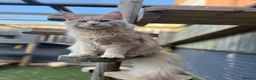 Maine Coon cats for sale: TICA Registered Maine Coon Kittens 🐾 - Advert 3