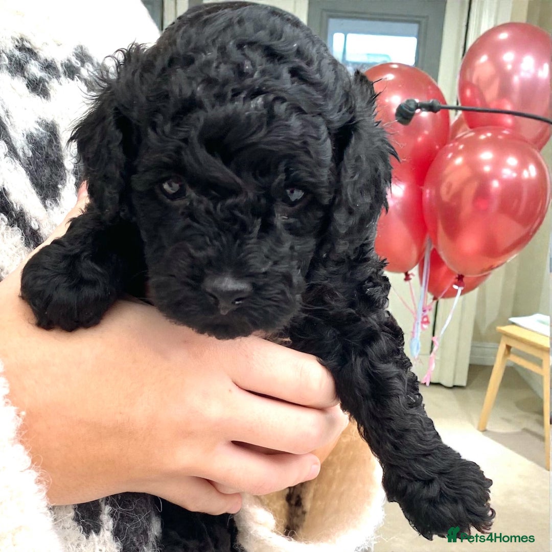 Toy Poodle dogs for sale: Black toy poodle male puppy excellent pedigree - Advert 9
