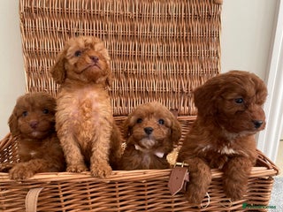 Cockapoo dogs Gorgeous Cocker Pooh puppies - Advert 2