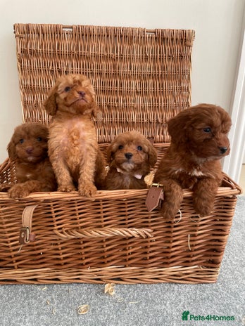 Cockapoo dogs Gorgeous Cocker Pooh puppies - Advert 1