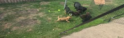 Sprocker dogs for sale: Sprocker Spaniels - Advert 1