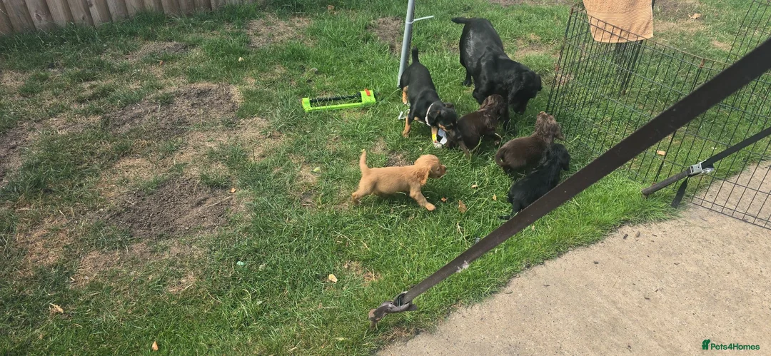 Sprocker dogs for sale: Sprocker Spaniels - Advert 1