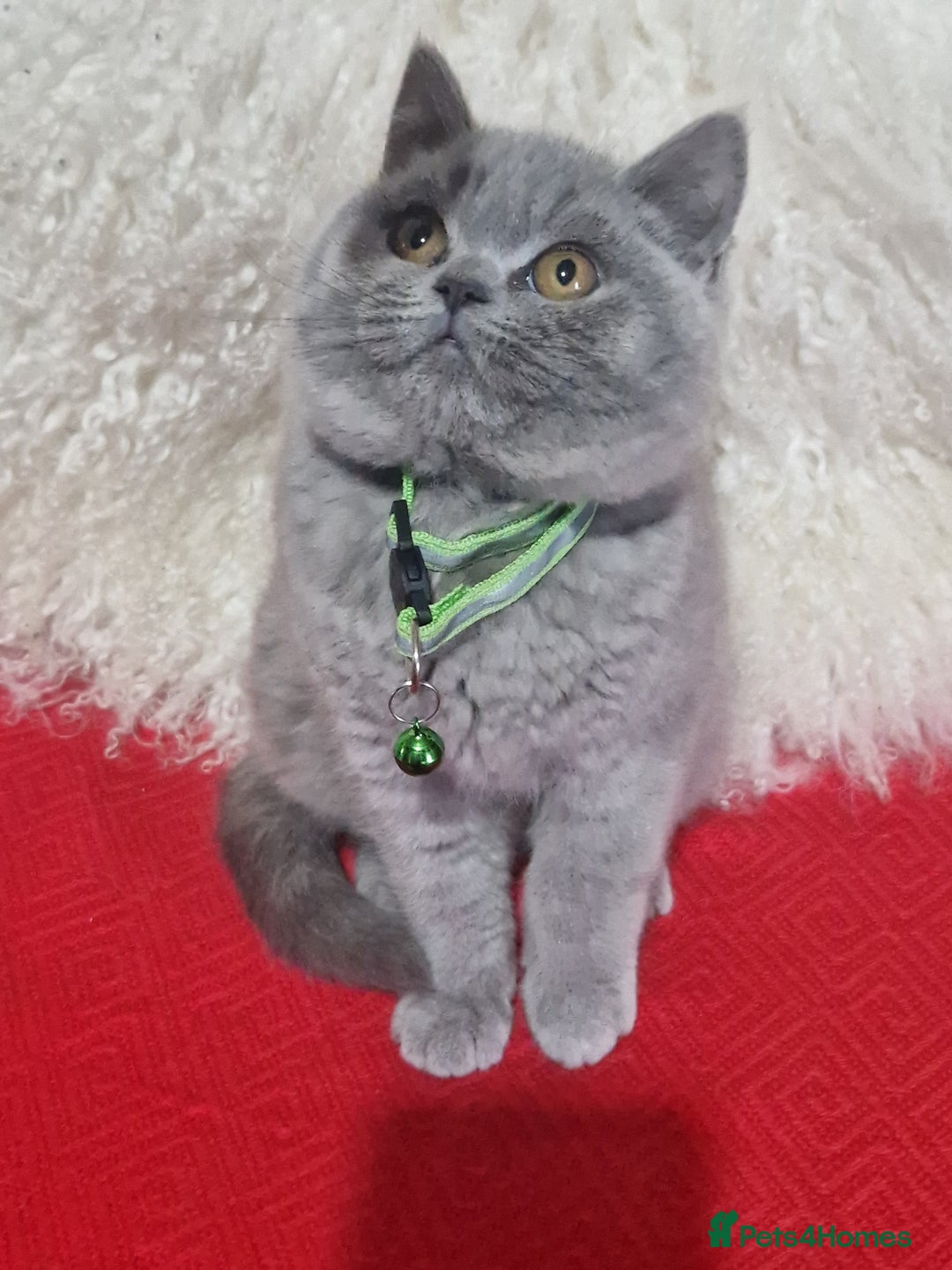 British Shorthair cats for sale: British shoort hair blue kittens for sale  - Advert 7