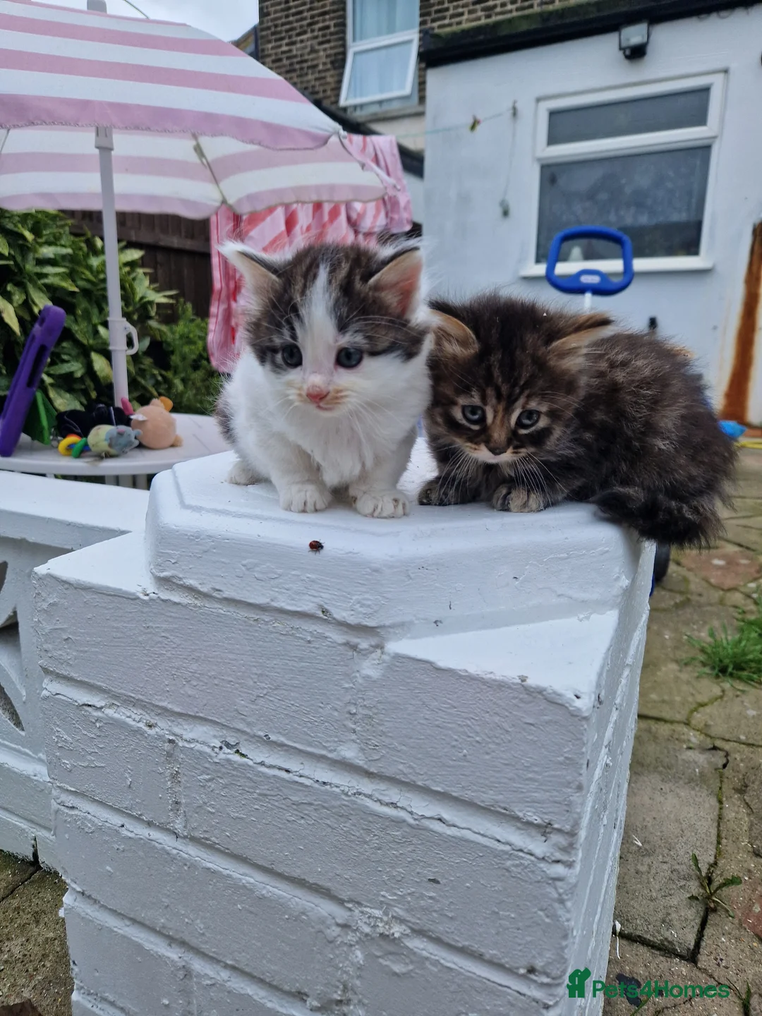 Maine Coon cats for sale: 🌼🌸BeAuTiFuL ☆😻♡ fluff¥ kiTt3n$🌻🌹  - Advert 11