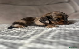 Miniature Dachshund dogs for sale: KC Longhaired Miniature Dachshunds  - Image 7