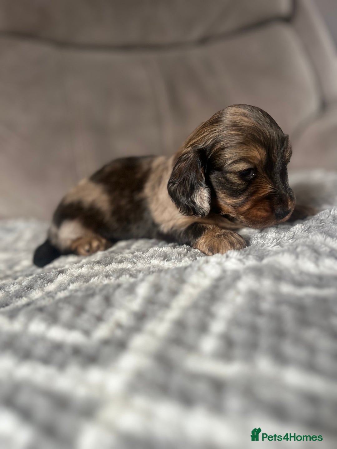 Miniature Dachshund dogs for sale: KC Longhaired Miniature Dachshunds  - Image 7