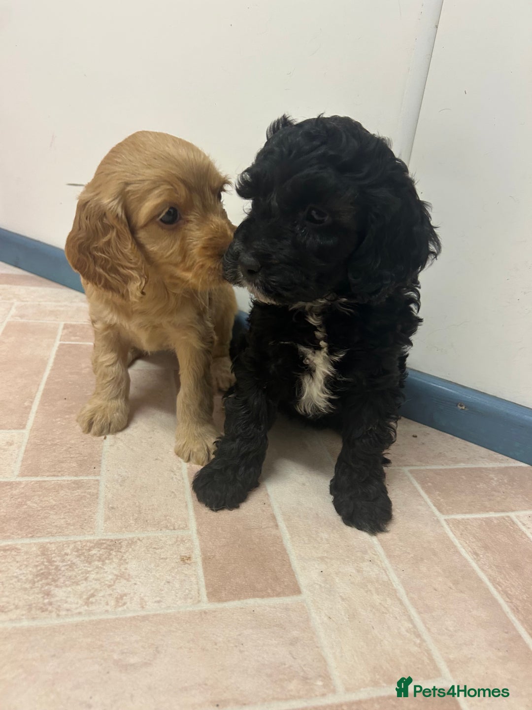 Cockapoo dogs for sale: Cockapoos ready now  - Advert 3