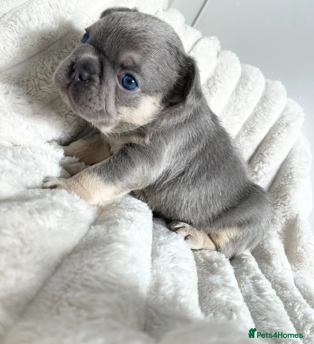 French Bulldog dogs for sale: LILAC AND TAN FRENCH BULLDOG PUPS  - Advert 2