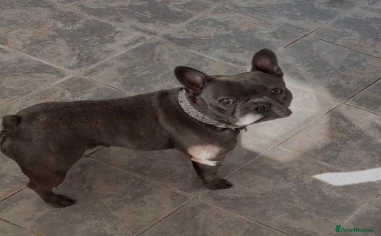 French Bulldog dogs Beautiful French bulldog  - Advert 1