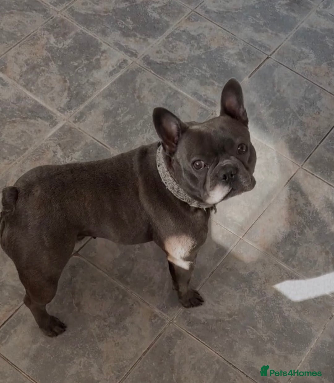 French Bulldog dogs for sale: Beautiful French bulldog  - Advert 1