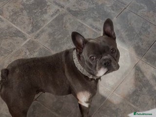 French Bulldog dogs for sale: Beautiful French bulldog - Advert 1