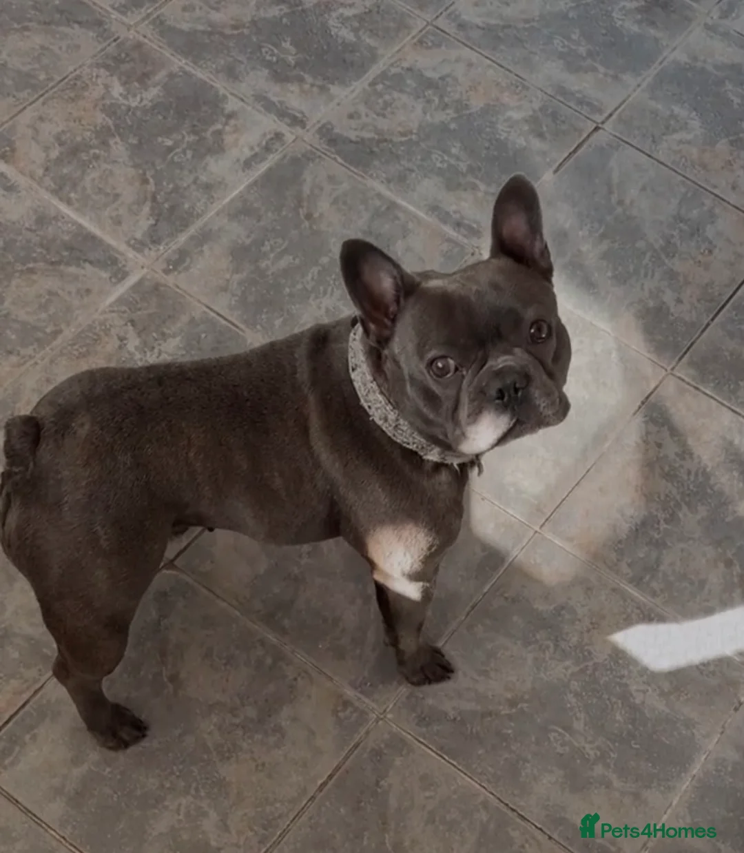 French Bulldog dogs for sale: Beautiful French bulldog  - Advert 1