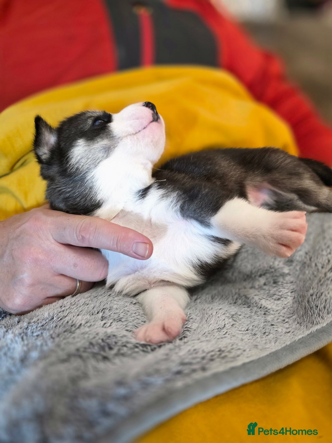 Siberian Husky dogs for sale: Siberian husky pups  - Advert 9