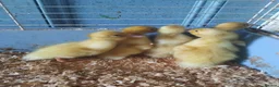 Ducks poultry for sale: Aylesbury ducklings  - Advert 1