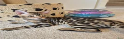 Bengal cats for sale: Stunning Pedigree Bengal Kittens - Advert 19