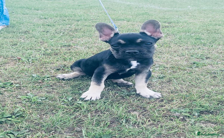 French Bulldog dogs - Advert 8