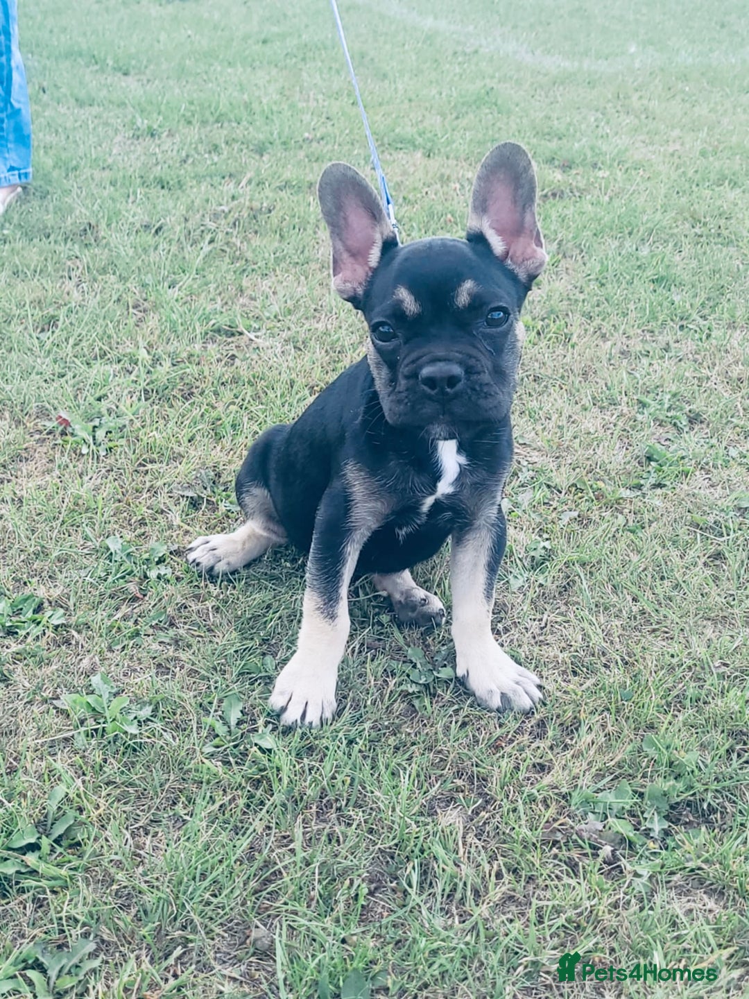 French Bulldog dogs for sale: Frensh bulldog male  - Image 1